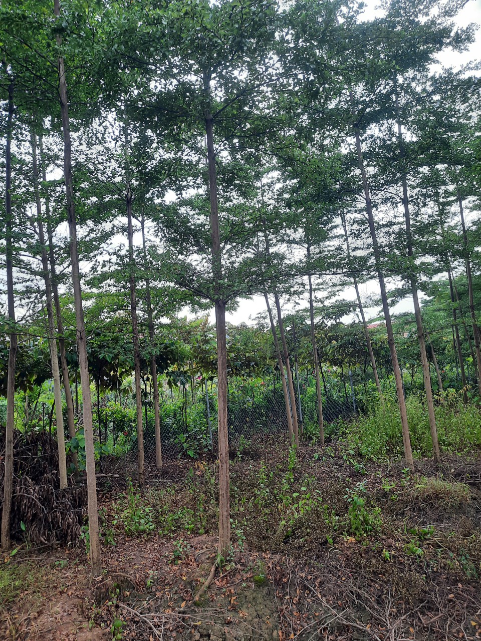 “Tuyệt chiêu” giúp tiết kiệm nhiên liệu cho ô tô tải